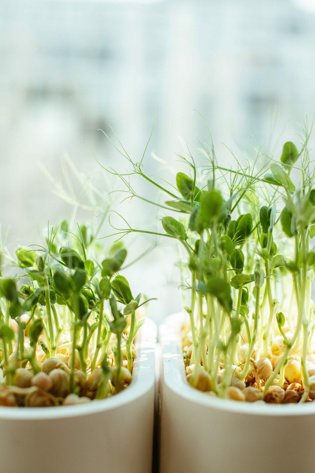 Your How To Guide To Growing Microgreens