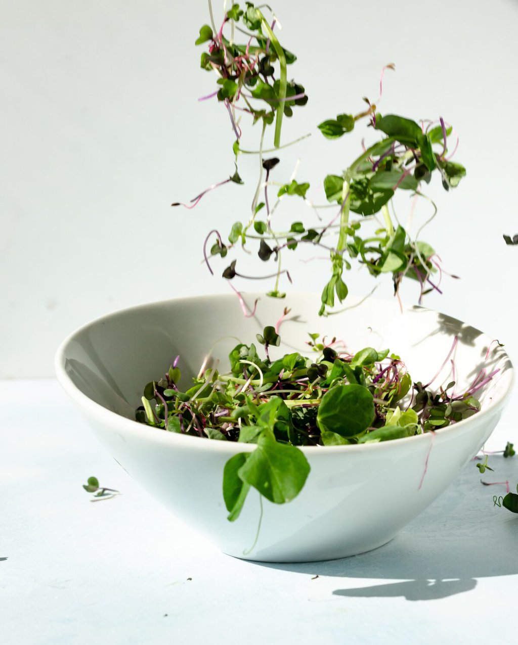 Your How To Guide To Growing Microgreens