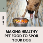 Making Healthy Pet Food To Spoil Your Dog