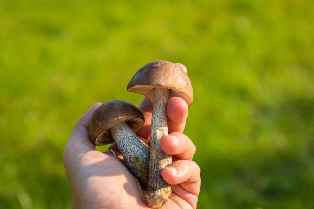 Medicinal Mushrooms