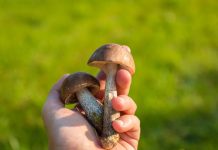 Medicinal Mushrooms