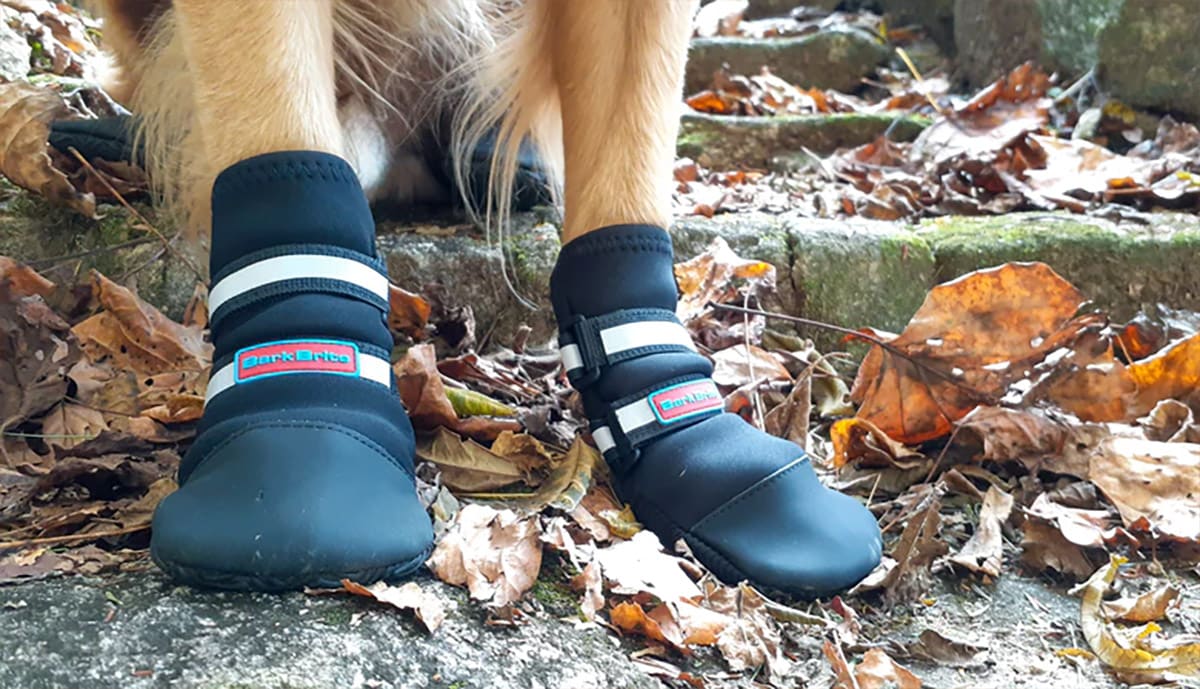 12 Must Haves When It Comes To The Best Pet Gear For Your Furry Friends This Summer