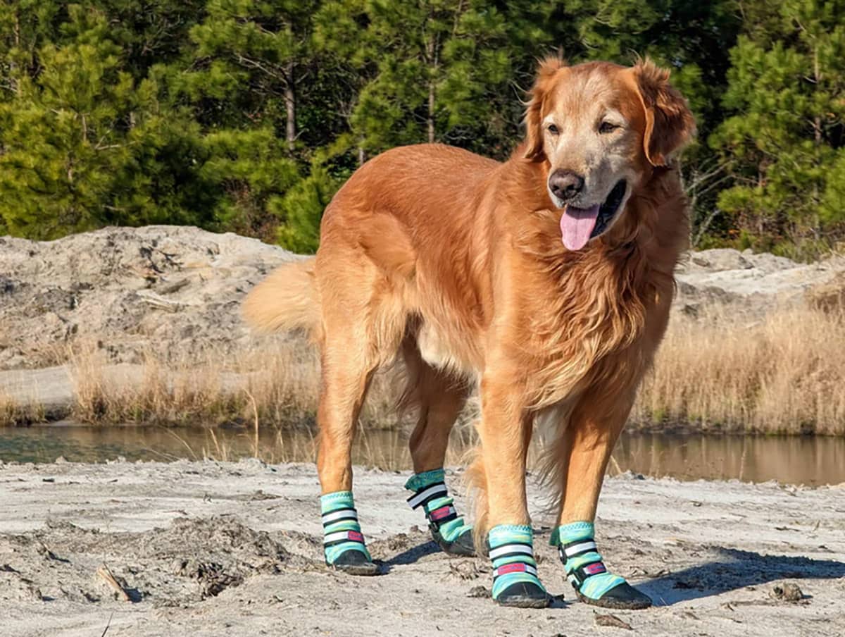 12 Must Haves When It Comes To The Best Pet Gear For Your Furry Friends This Summer