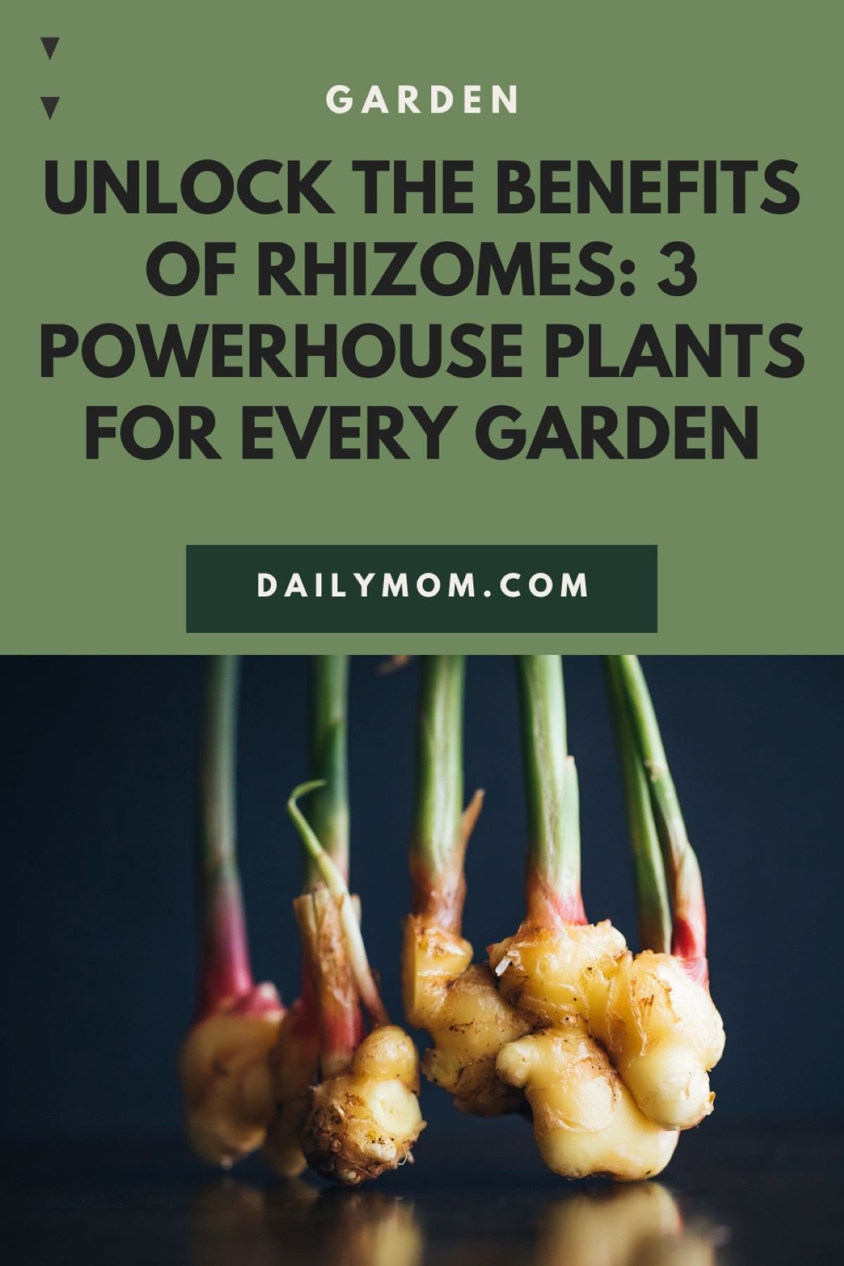 Unlock The Benefits Of Rhizomes: 3 Powerhouse Plants For Every Garden