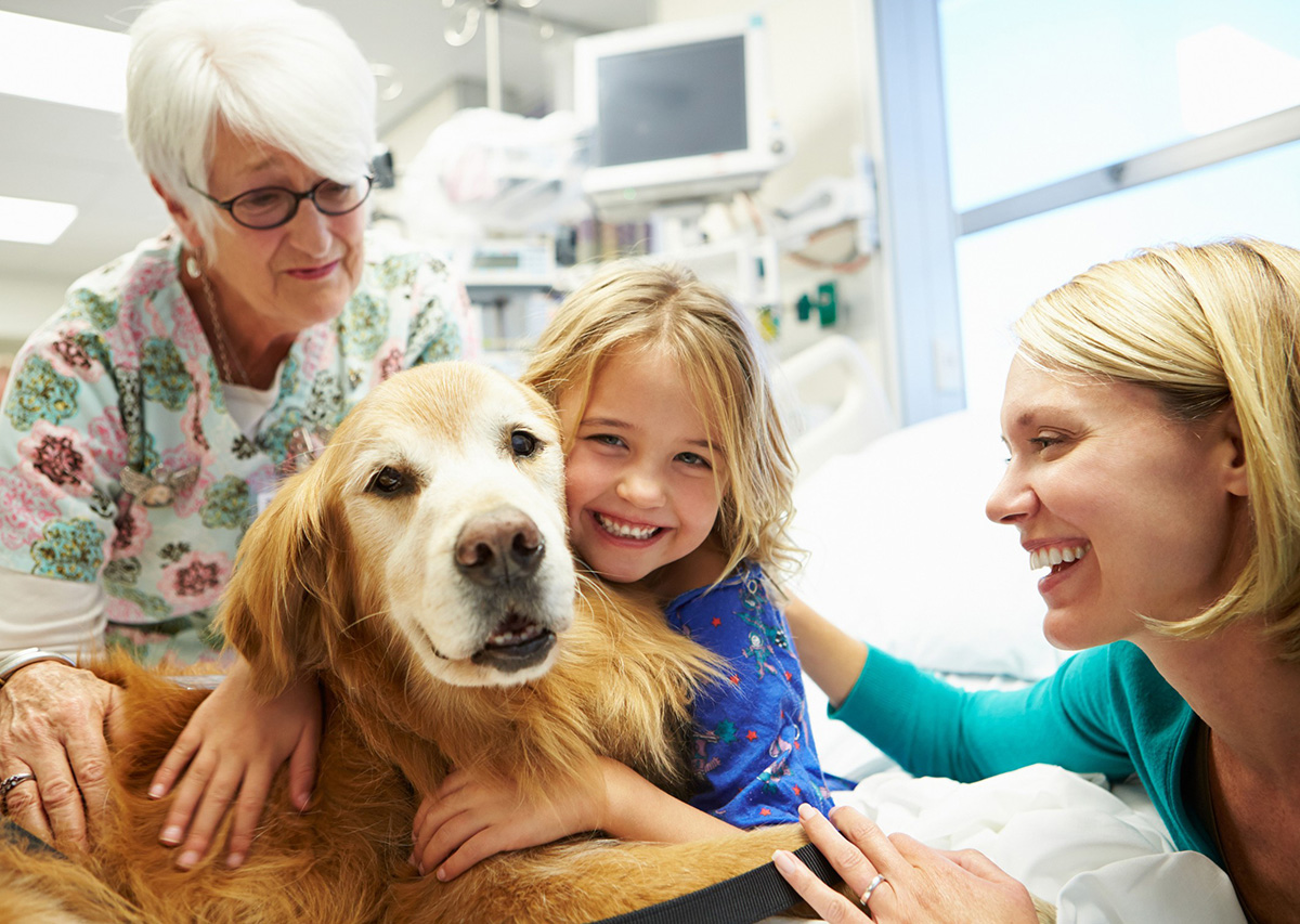 How The Best Therapy Dogs Provide Comfort And Support To Their Owners
