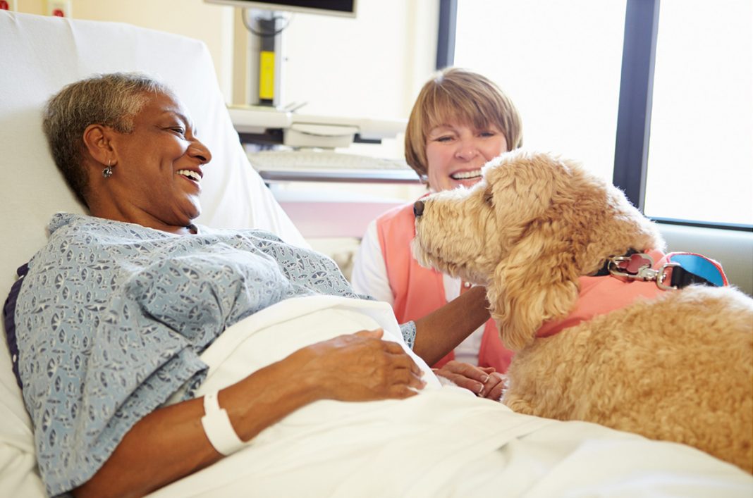 How The Best Therapy Dogs Provide Comfort And Support To Their Owners