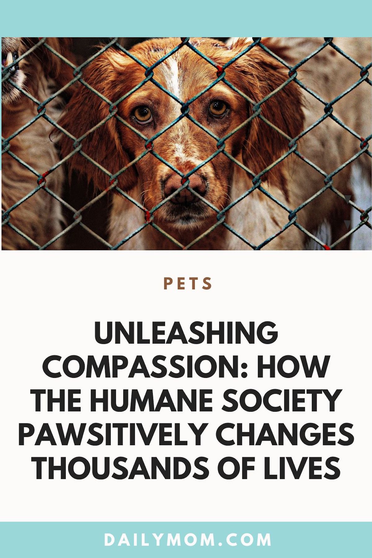 Unleashing Compassion: How The Humane Society Pawsitively Changes Thousands Of Lives