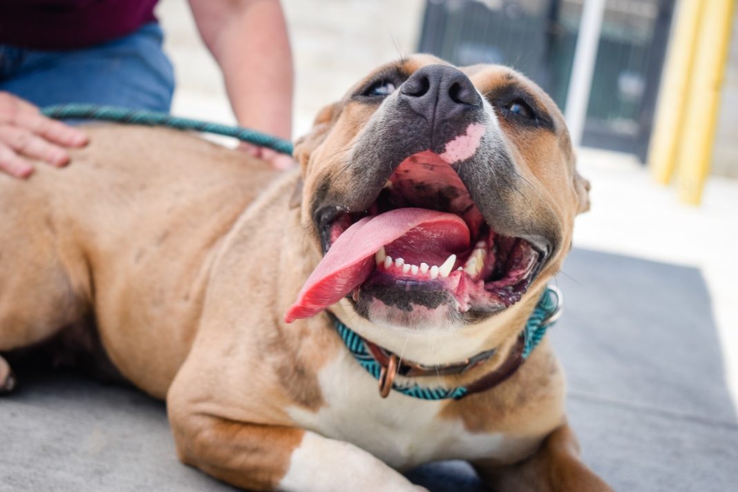 Unleashing Compassion: How The Humane Society Pawsitively Changes Thousands Of Lives Unleashing Compassion: How The Humane Society Pawsitively Changes Thousands Of Lives