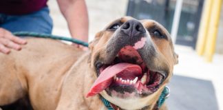 Unleashing Compassion: How The Humane Society Pawsitively Changes Thousands Of Lives