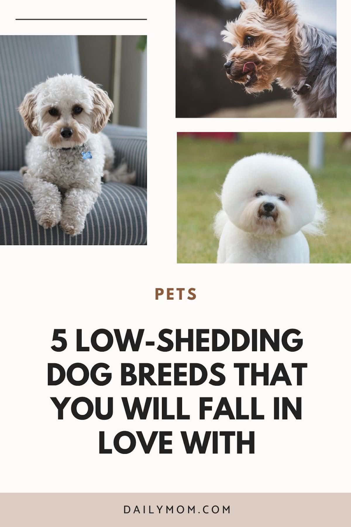 Daily Mom Parent Portal Low-Shedding Dog Breeds