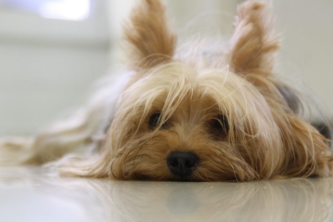 yorkshire terrier g6a30655bb 1280 daily mom parent portal low-shedding dog breeds