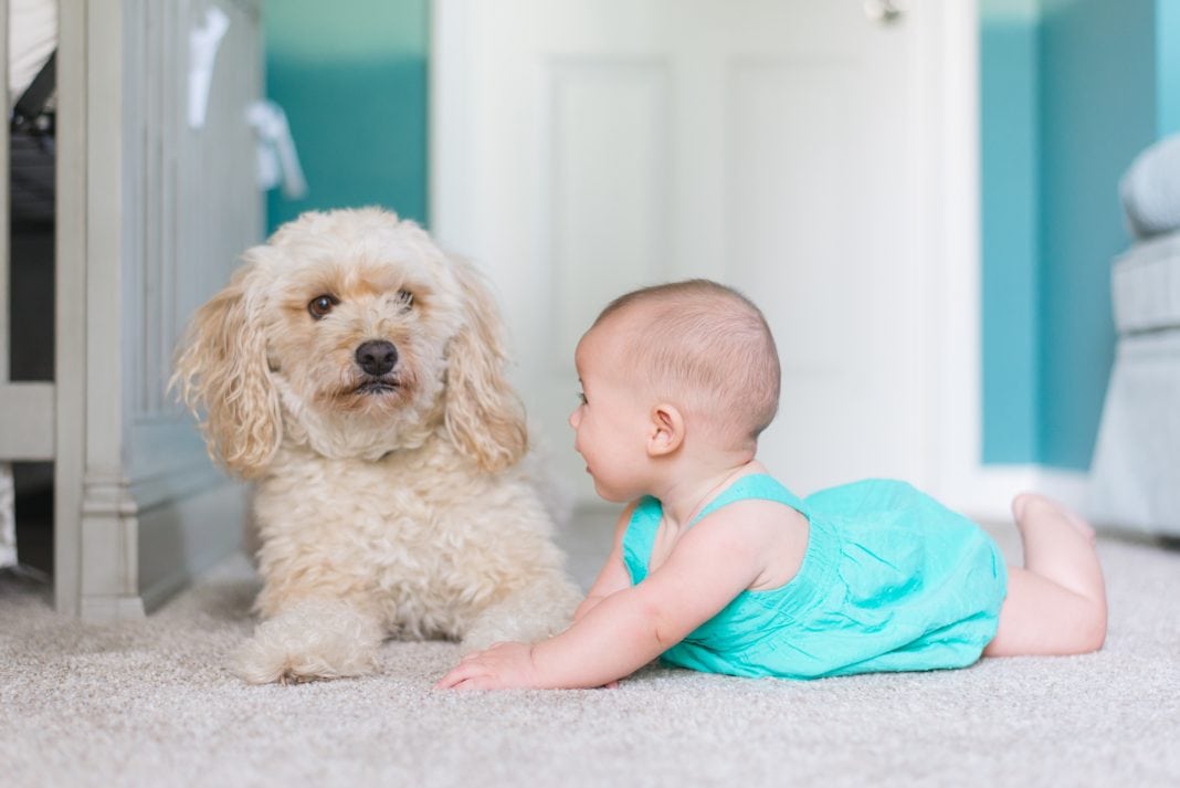 daily-mom-getting-a-pet daily-mom-getting-a-pet