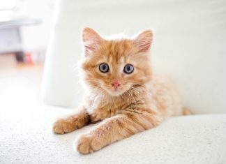 How to Keep a Clean House with Cats: Tips for Cat Owners Regular Pins In Process USE THIS 128