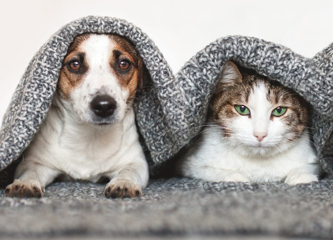 daily-mom-parent-portal-online-pet-supplies