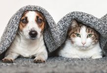 daily-mom-parent-portal-online-pet-supplies