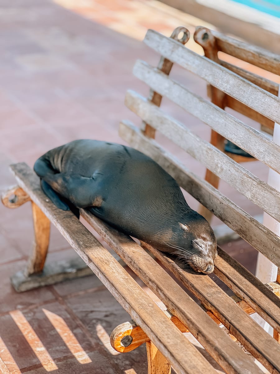 Your Guide To The Galapagos Islands: Top Things To Do And See In Puerto Ayora, Santa Cruz Island 9 Daily Mom, Magazine For Families