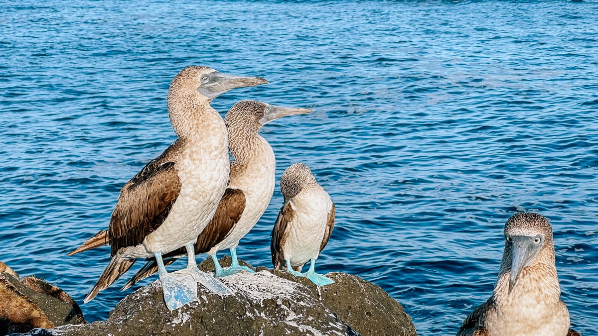 Your Guide To The Galapagos Islands: Top Things To Do And See In Puerto Ayora, Santa Cruz Island 59 Daily Mom, Magazine For Families