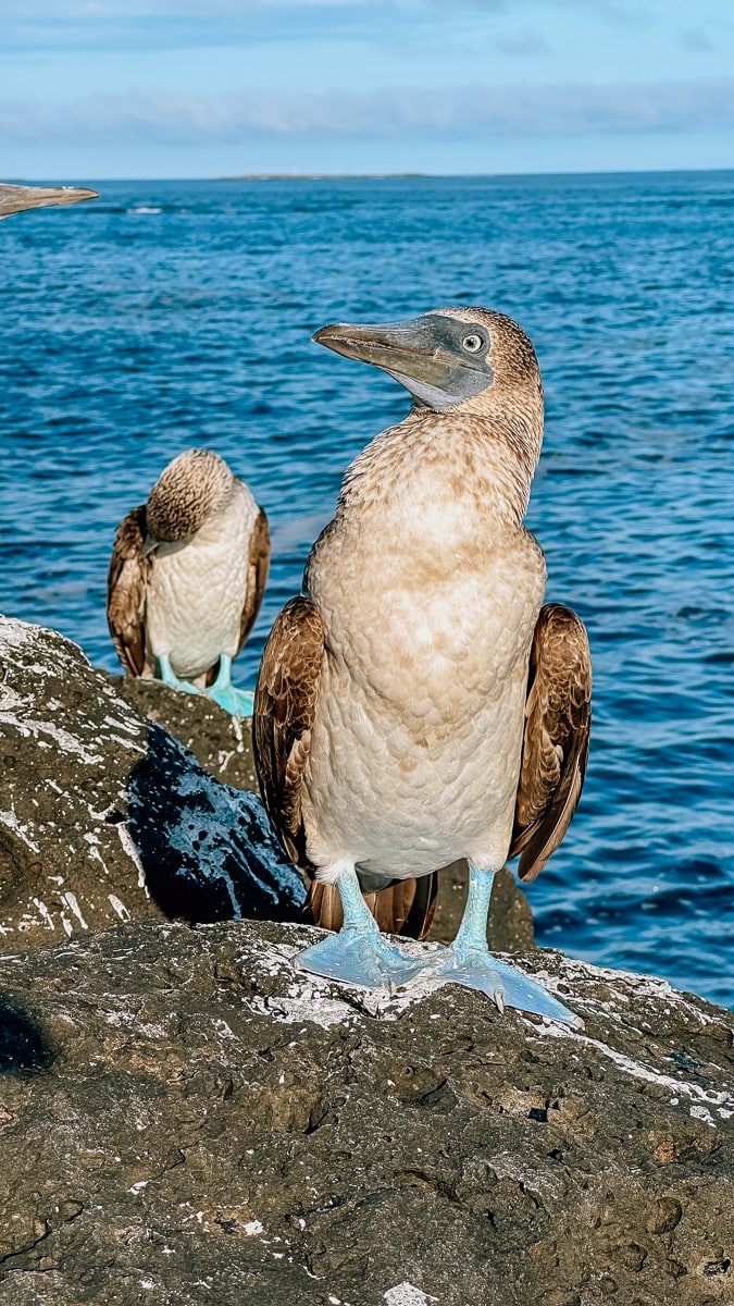 Your Guide To The Galapagos Islands: Top Things To Do And See In Puerto Ayora, Santa Cruz Island 54 Daily Mom, Magazine For Families