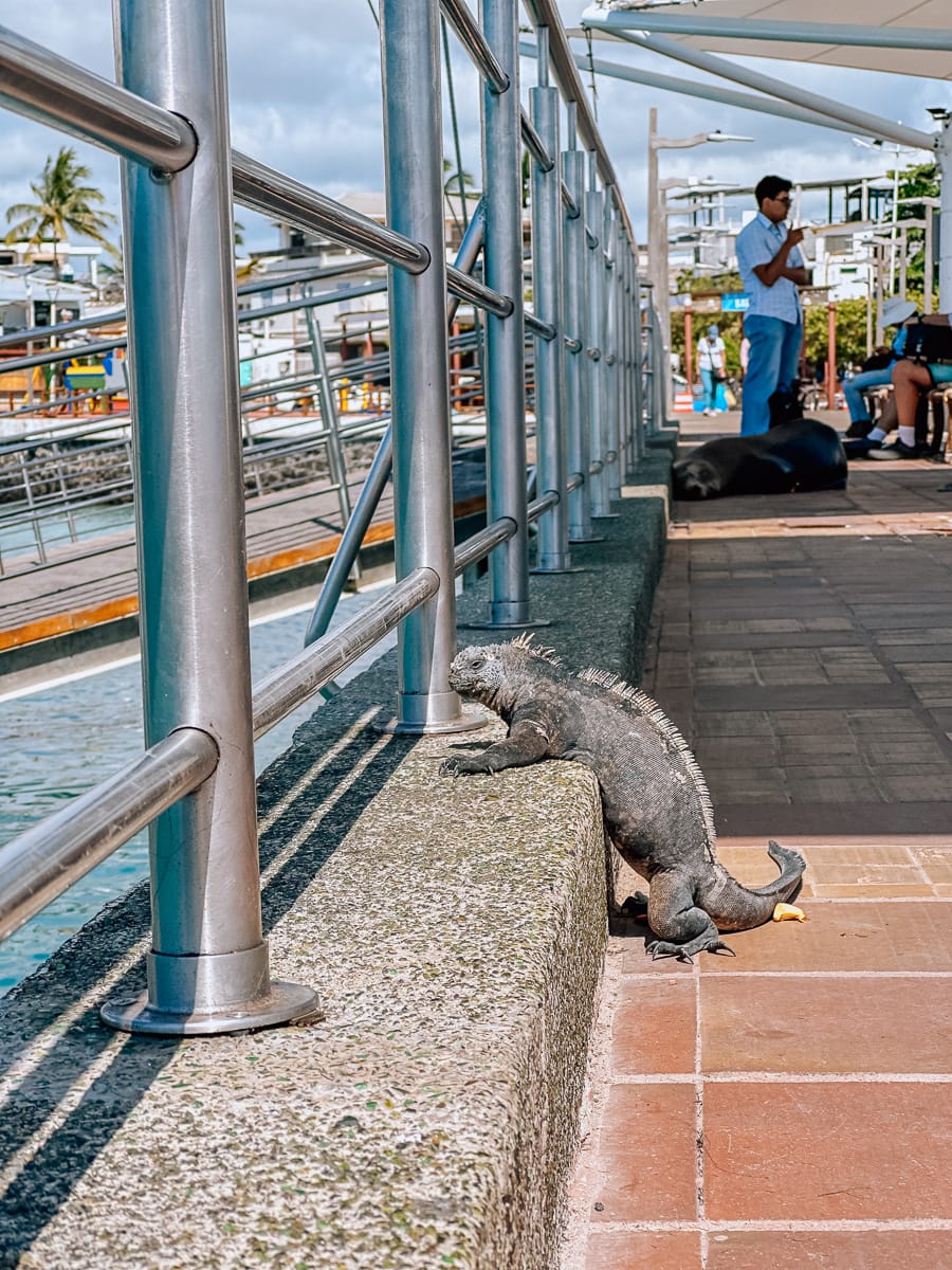 Your Guide To The Galapagos Islands: Top Things To Do And See In Puerto Ayora, Santa Cruz Island 64 Daily Mom, Magazine For Families