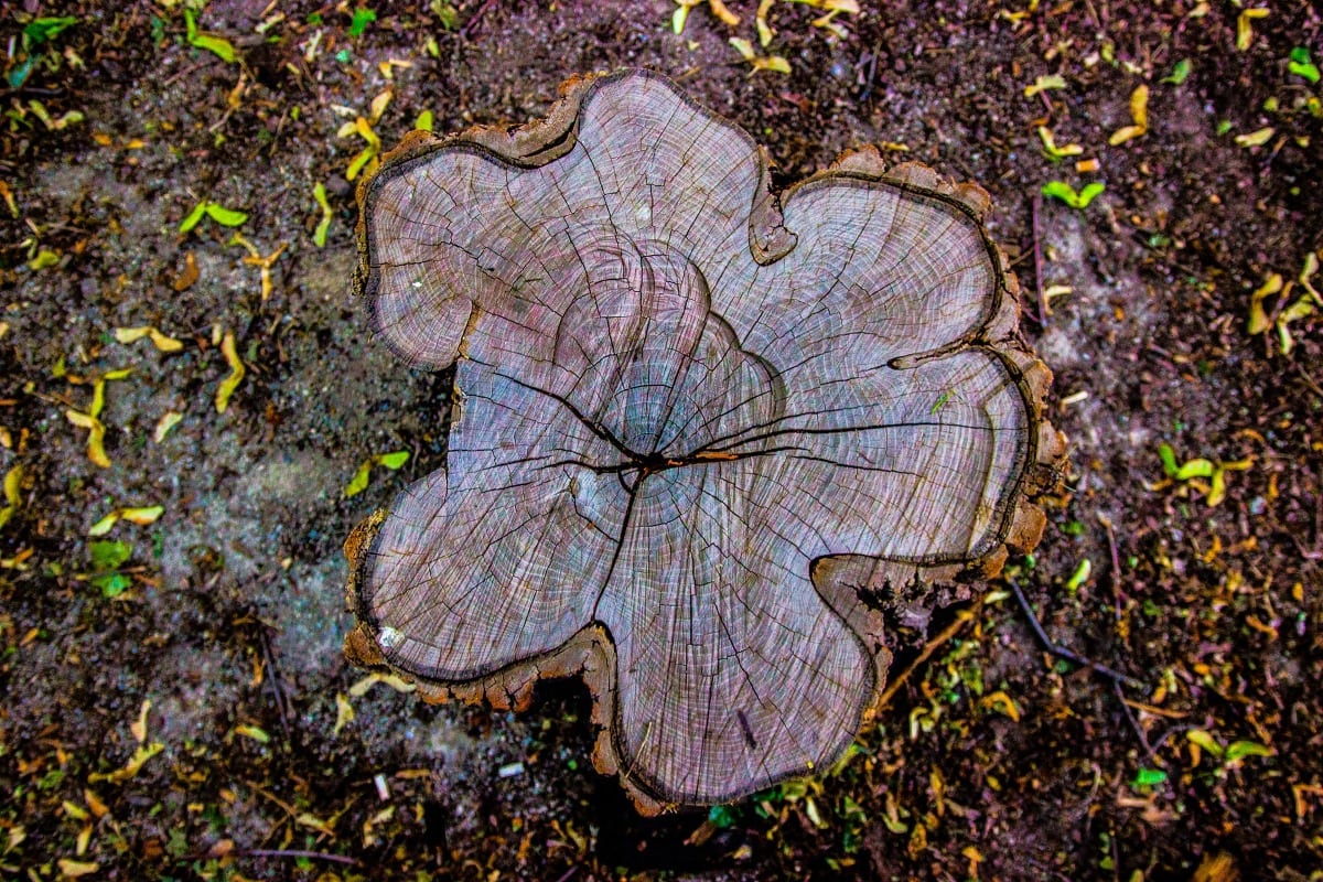 Daily Mom Parent Portal Ideas For Tree Stumps