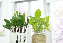 daily mom parent portal best indoor houseplant