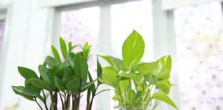 daily mom parent portal best indoor houseplant