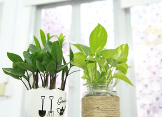 House Plants 101: The 25 Best Indoor Plants For Your Home daily mom parent portal best indoor houseplant