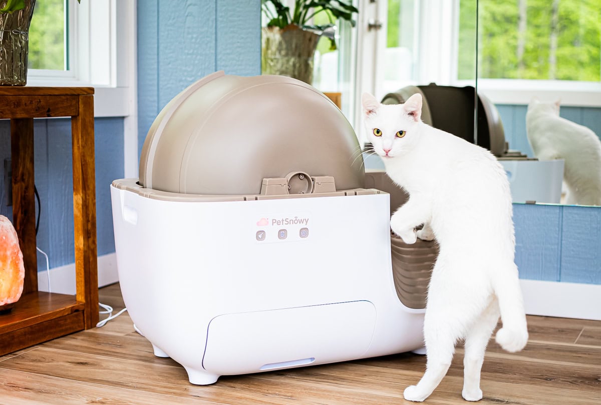 Smarter Cat Owners Are Turning To Petsnowy Self-Cleaning Litter Box &Amp; Not Looking Back 7 Daily Mom, Magazine For Families