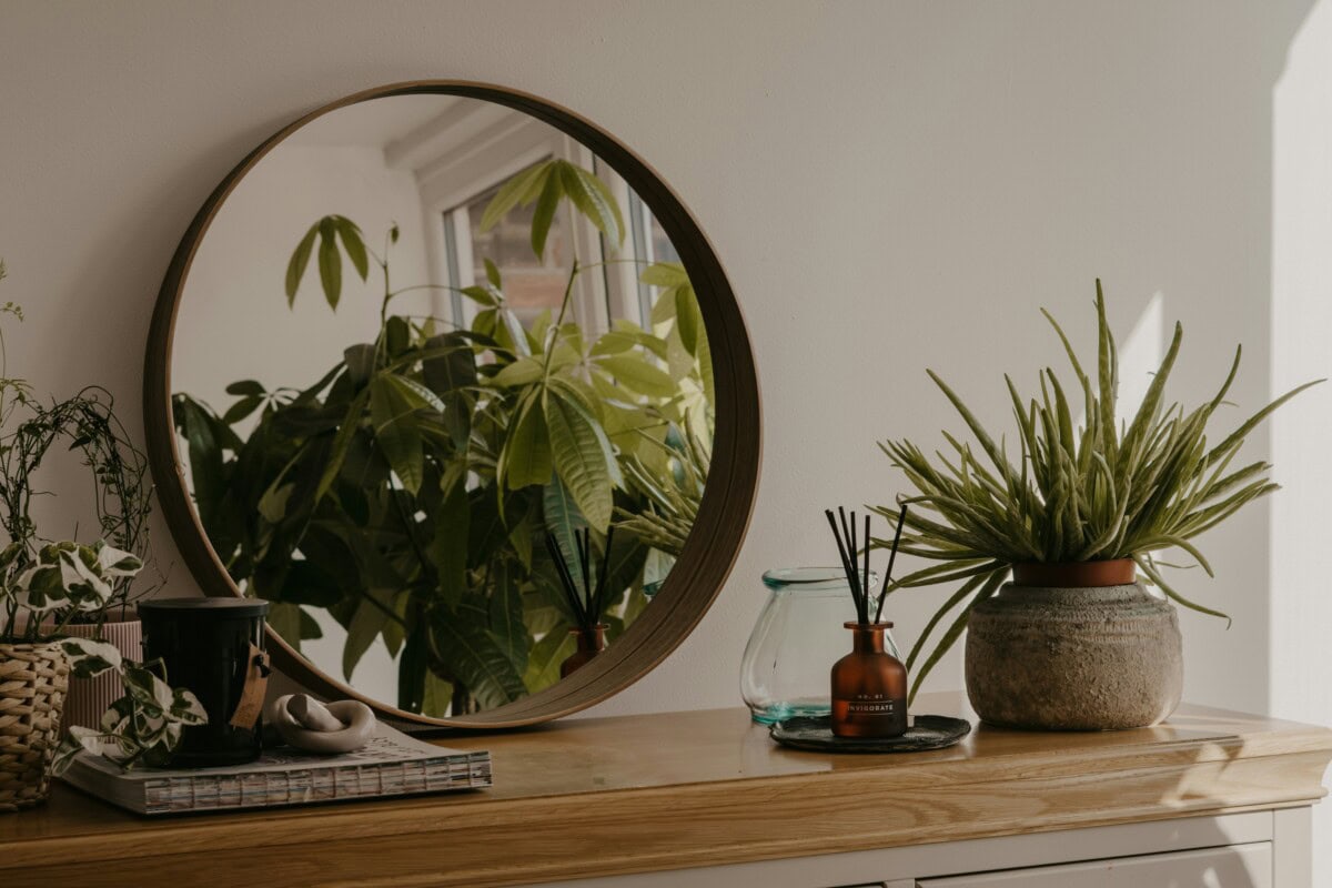 Daily-Mom-Parent-Portal-Benefits Of Houseplants 