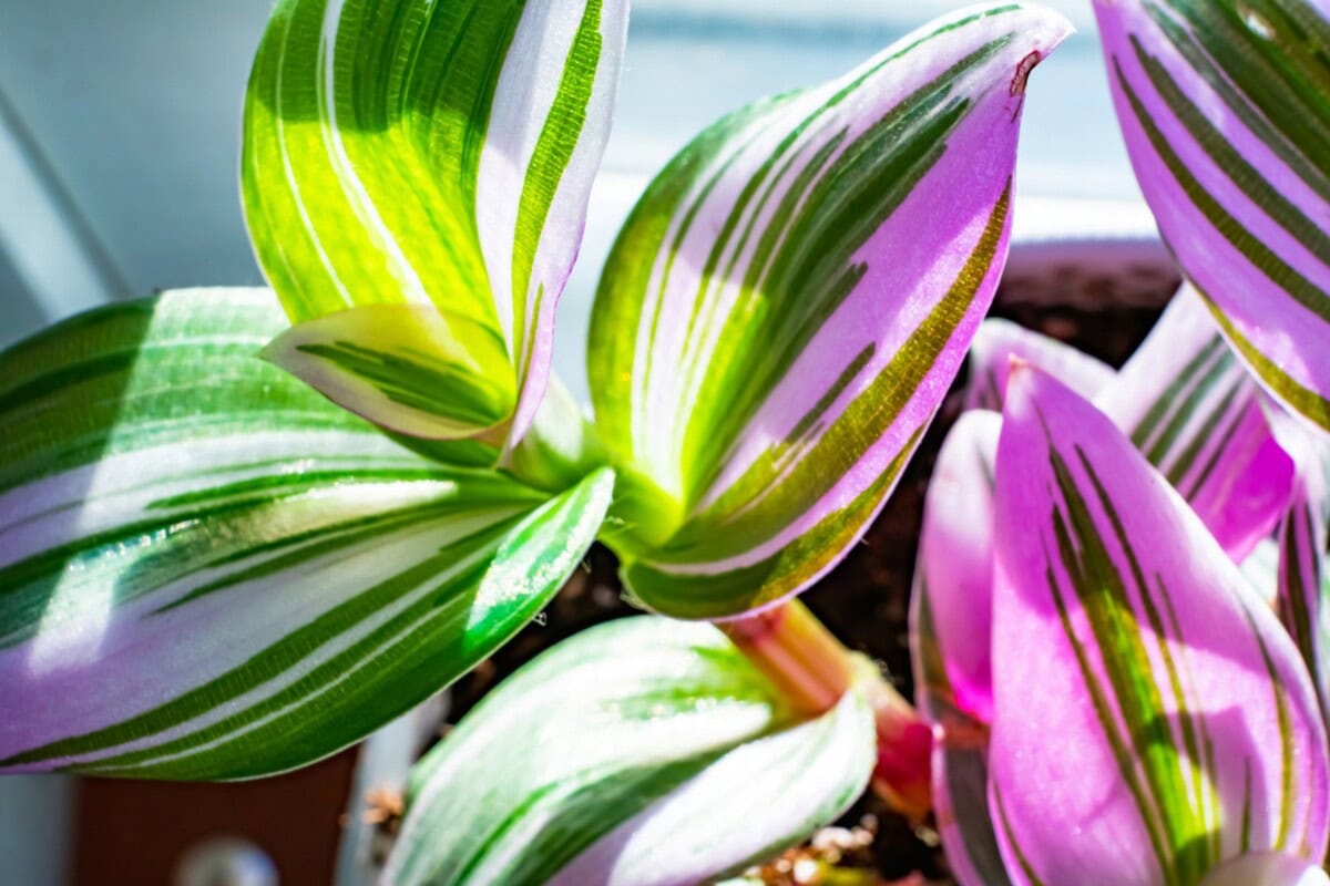 The Complete Guide to Houseplants: Care Tips for Indoor Plant Success and How to Make House Plants Thrive in Your Indoor Space 7 Daily Mom, Magazine for Families Daily-Mom-Parent-Portal-Houseplant Guide