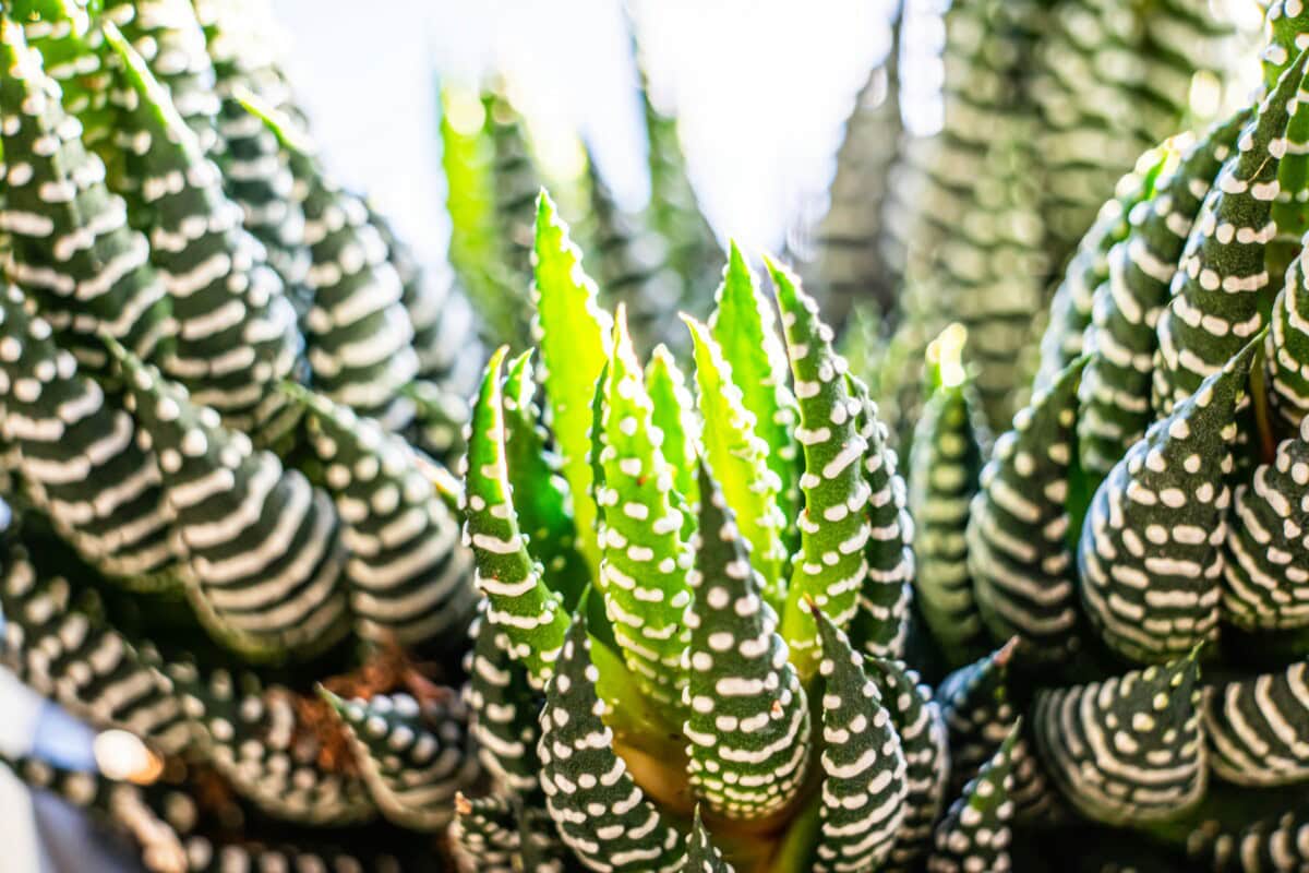 The Complete Guide to Houseplants: Care Tips for Indoor Plant Success and How to Make House Plants Thrive in Your Indoor Space 2 Daily Mom, Magazine for Families Daily-Mom-Parent-Portal-Houseplant Guide