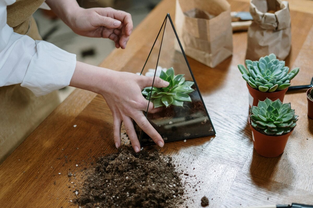 The Complete Guide to Houseplants: Care Tips for Indoor Plant Success and How to Make House Plants Thrive in Your Indoor Space 6 Daily Mom, Magazine for Families Daily-Mom-Parent-Portal-Houseplant Guide