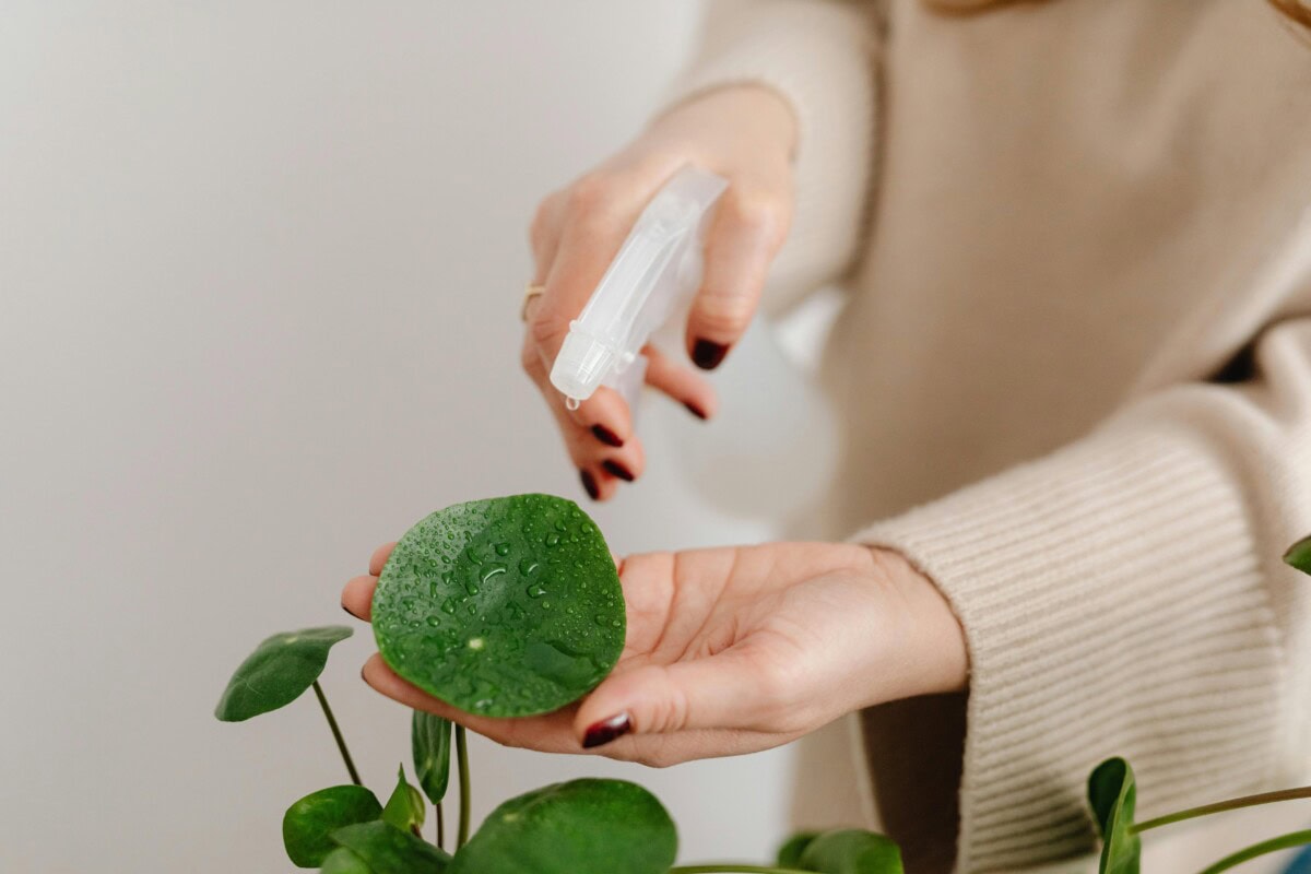 The Complete Guide to Houseplants: Care Tips for Indoor Plant Success and How to Make House Plants Thrive in Your Indoor Space 5 Daily Mom, Magazine for Families Daily-Mom-Parent-Portal-Houseplant Guide