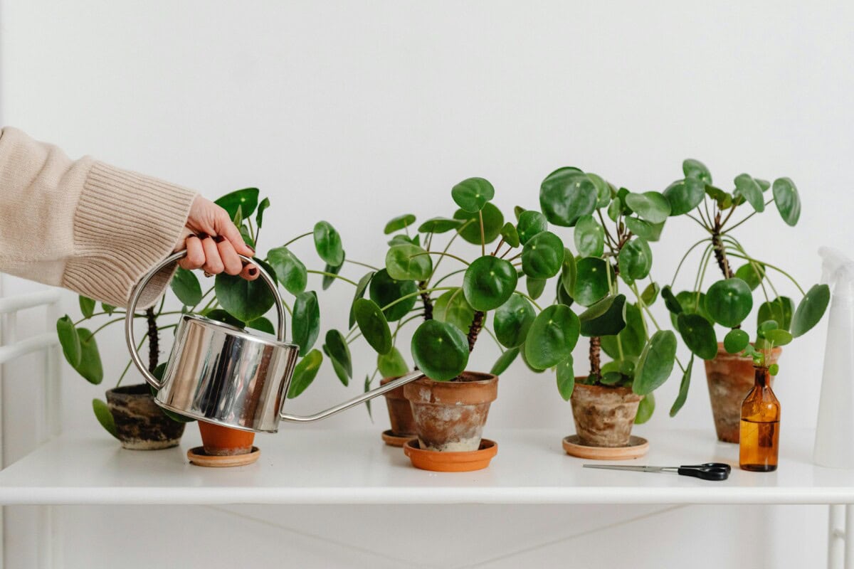 The Complete Guide to Houseplants: Care Tips for Indoor Plant Success and How to Make House Plants Thrive in Your Indoor Space 3 Daily Mom, Magazine for Families Daily-Mom-Parent-Portal-Houseplant Guide