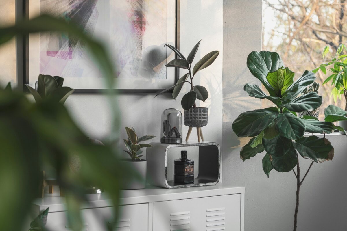 The Complete Guide to Houseplants: Care Tips for Indoor Plant Success and How to Make House Plants Thrive in Your Indoor Space 4 Daily Mom, Magazine for Families Daily-Mom-Parent-Portal-Houseplant Guide