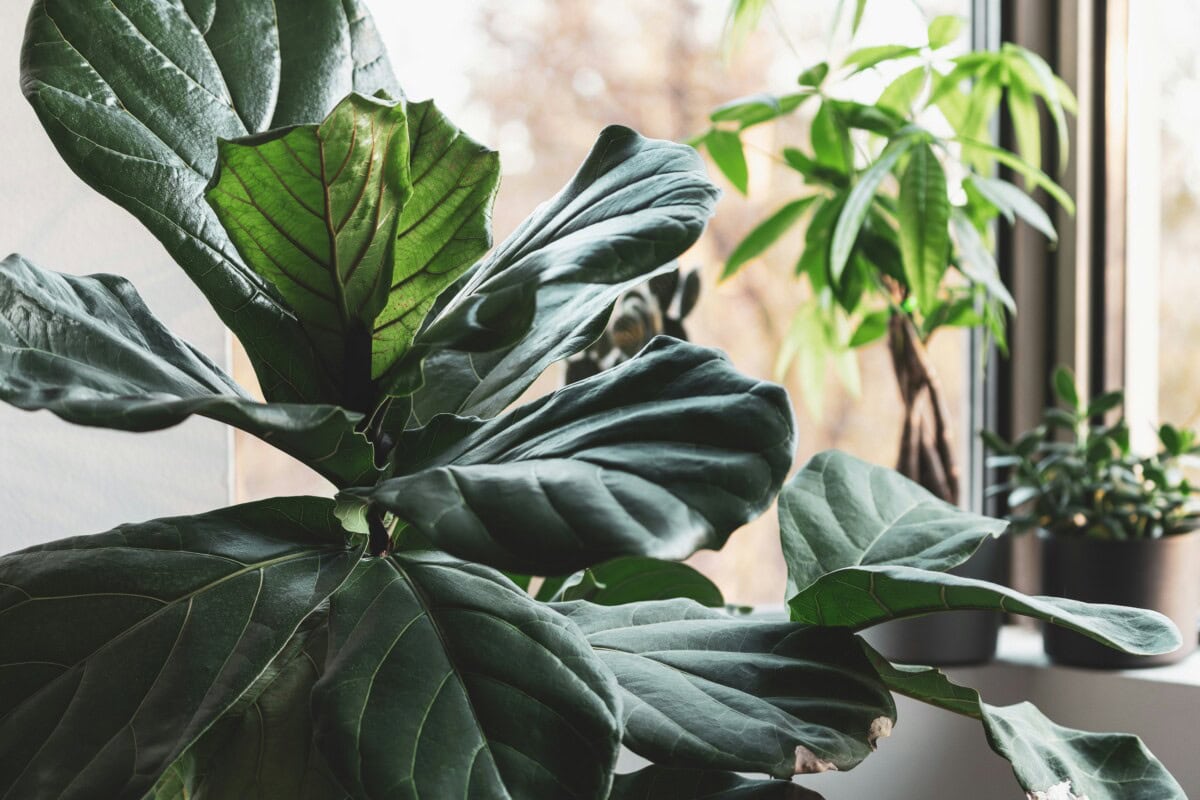 The Complete Guide to Houseplants: Care Tips for Indoor Plant Success and How to Make House Plants Thrive in Your Indoor Space 1 Daily Mom, Magazine for Families Daily-Mom-Parent-Portal-Houseplant Guide