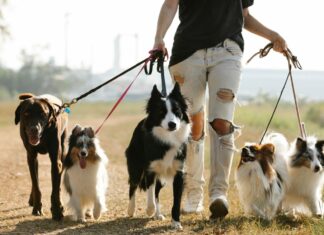 Homemade Pet Supplies