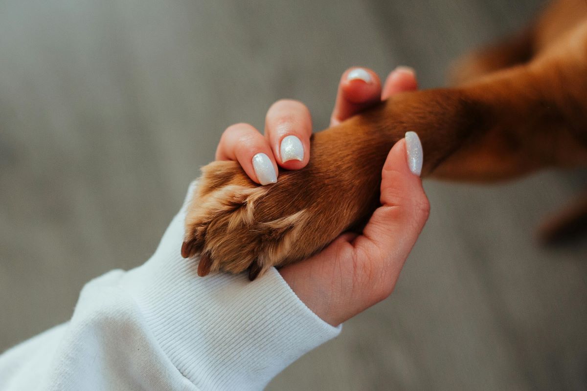 10 Homemade Pet Supplies & Craft DIY Dog / Pet Products to Sell Online to Make Extra Income 6 Daily Mom, Magazine for Families 10 Homemade Pet Supplies &Amp; Craft Diy Dog / Pet Products To Sell Online To Make Extra Income 6 Daily Mom, Magazine For Families