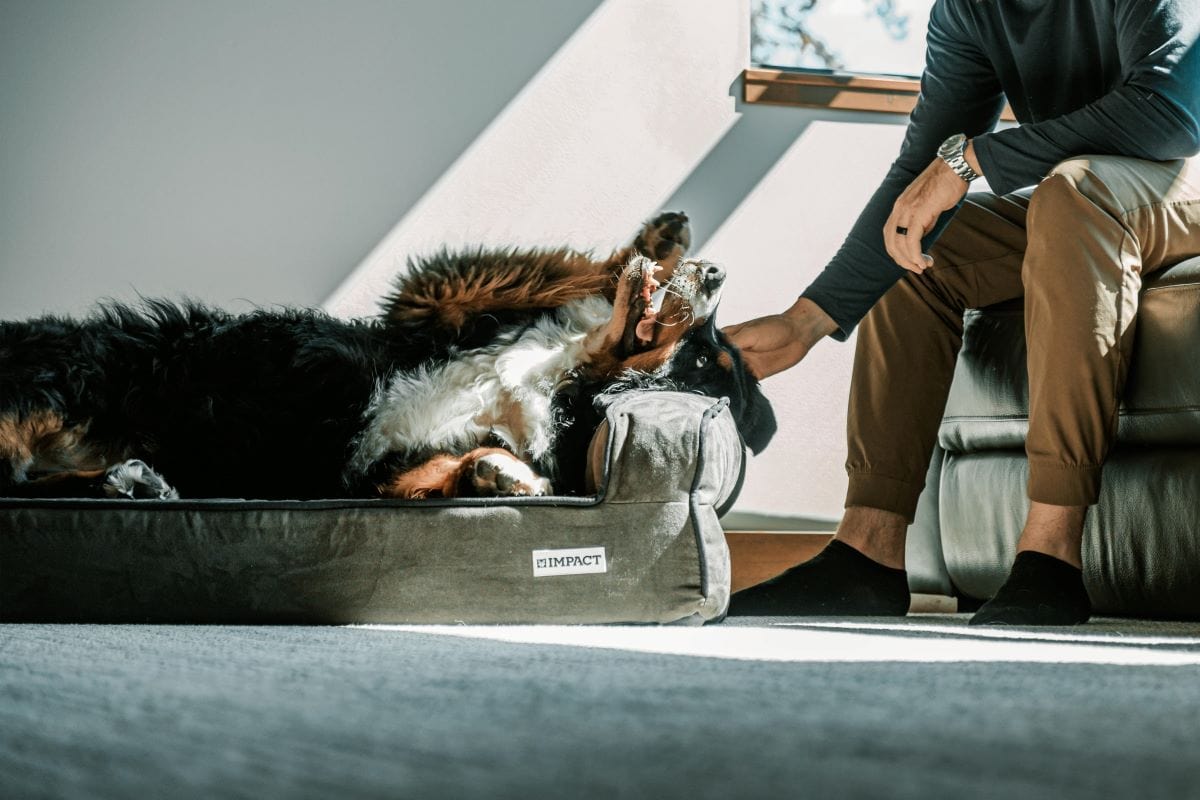 10 Homemade Pet Supplies & Craft DIY Dog / Pet Products to Sell Online to Make Extra Income 1 Daily Mom, Magazine for Families 10 Homemade Pet Supplies &Amp; Craft Diy Dog / Pet Products To Sell Online To Make Extra Income 1 Daily Mom, Magazine For Families
