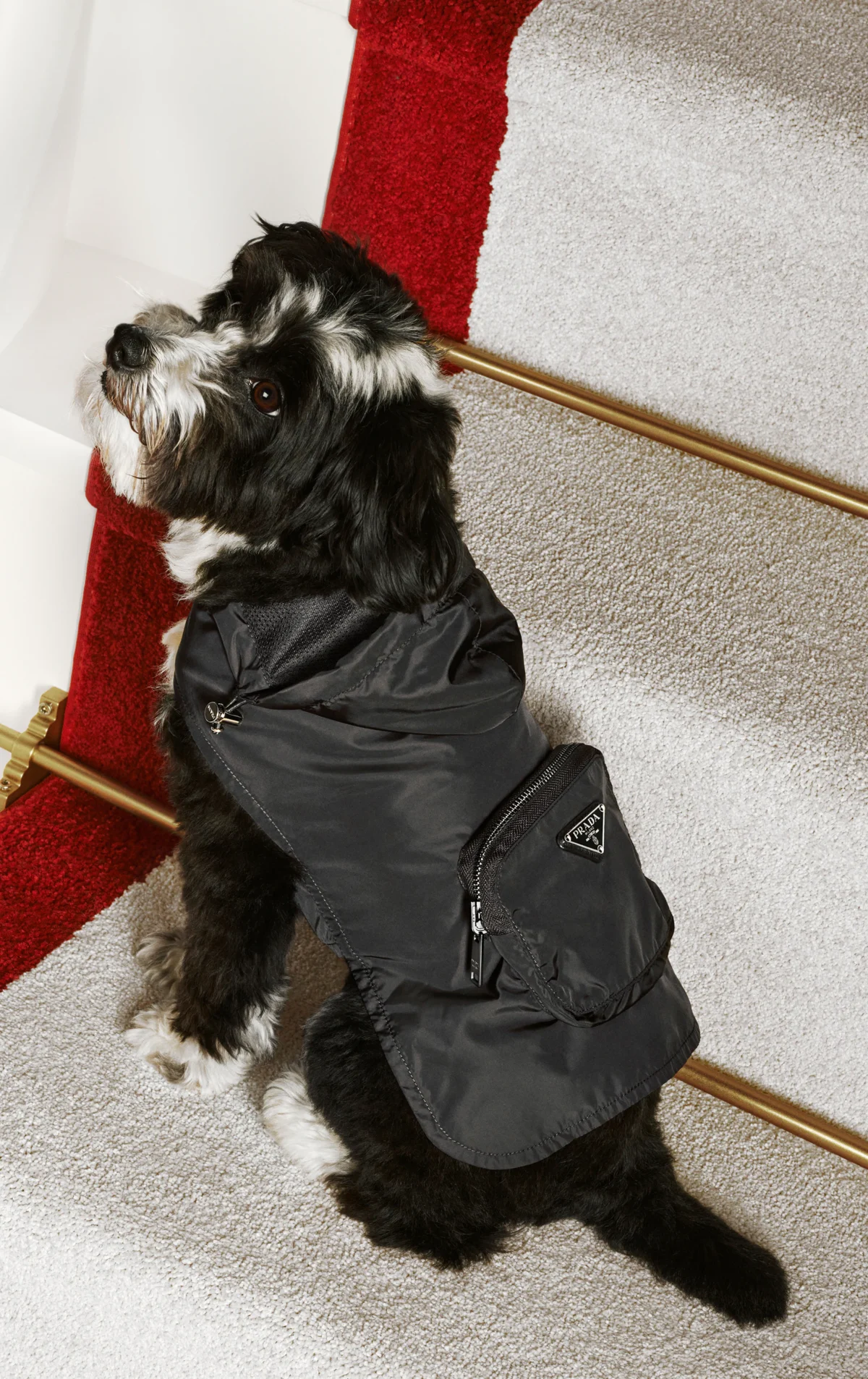 The 2024 Ultimate Luxury Pet Accessory Gift Guide: Best Gifts For Dogs And Dog Lovers Who Pamper Their Furry Friends 2 Daily Mom, Magazine For Families