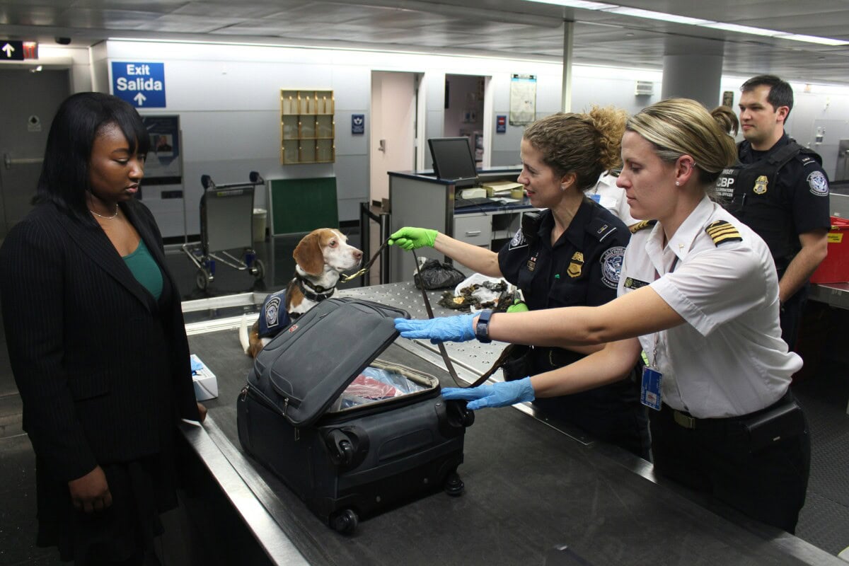 Vacationing with Pets: The Best Dog-Friendly Vacation Destinations 3 Daily Mom, Magazine for Families Vacationing With Pets Through Airport Security Check