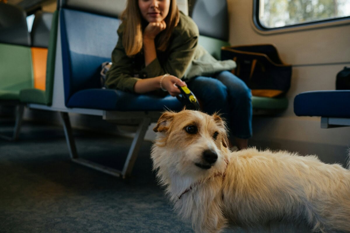 Vacationing with Pets: The Best Dog-Friendly Vacation Destinations 2 Daily Mom, Magazine for Families Pet Travel On Train