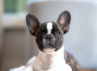 Family Friendly Frenchie 101: A Complete Guide to the Breed French Bulldogs