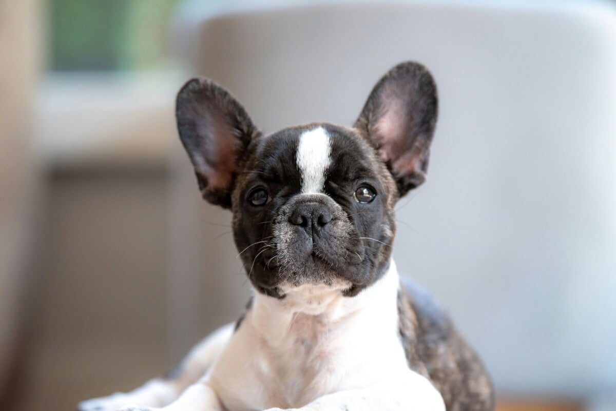 Some Of French Bulldog Puppies: Everything You Need To Know thumbnail