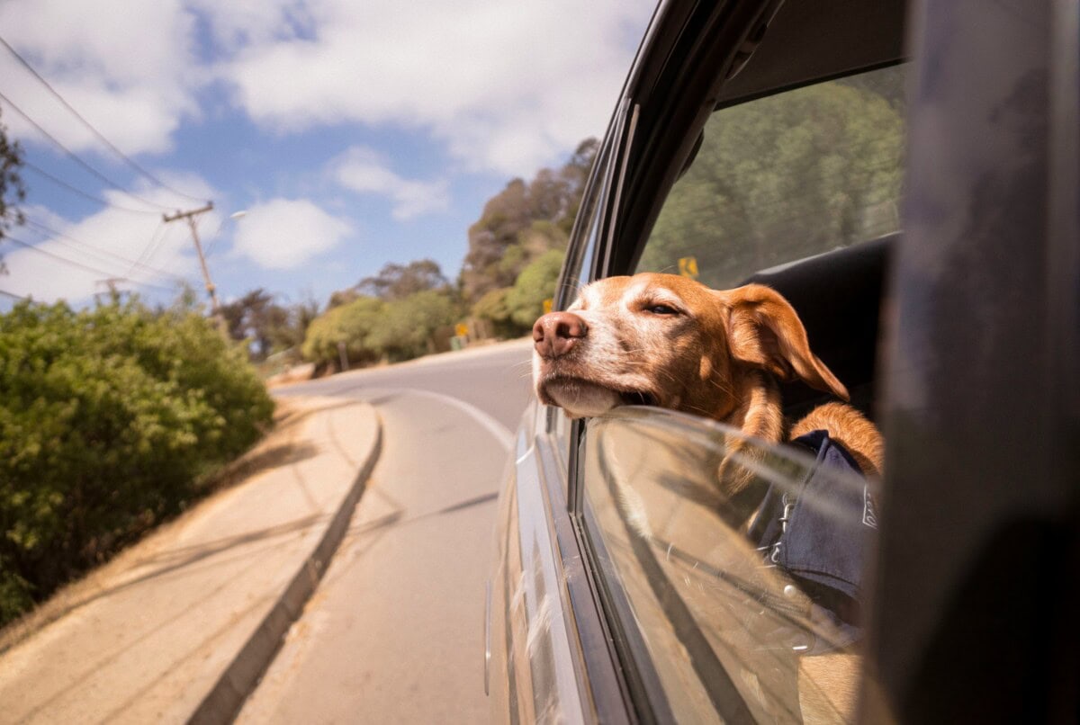 Vacationing with Pets: The Best Dog-Friendly Vacation Destinations 1 Daily Mom, Magazine for Families Vacationing With Pets: The Best Dog-Friendly Vacation Destinations 1 Daily Mom, Magazine For Families