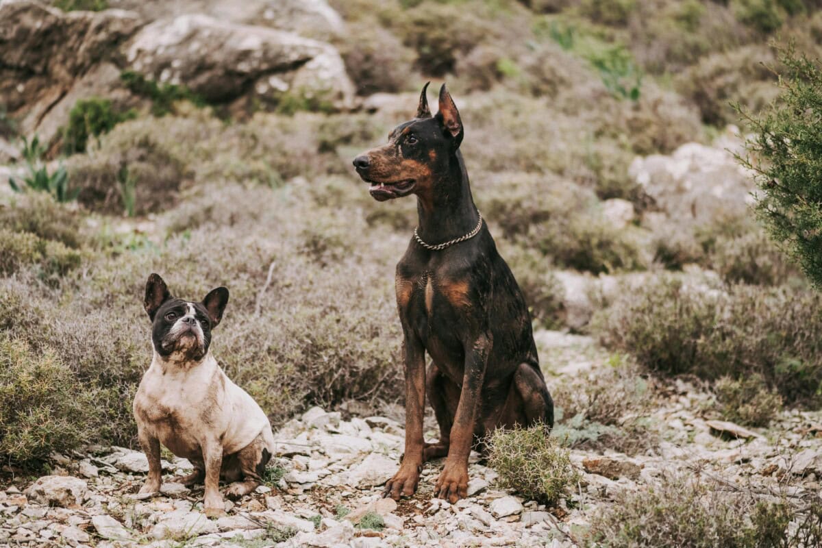 The 2024 Ultimate Luxury Pet Accessory Gift Guide: Best Gifts For Dogs And Dog Lovers Who Pamper Their Furry Friends 18 Daily Mom, Magazine For Families
