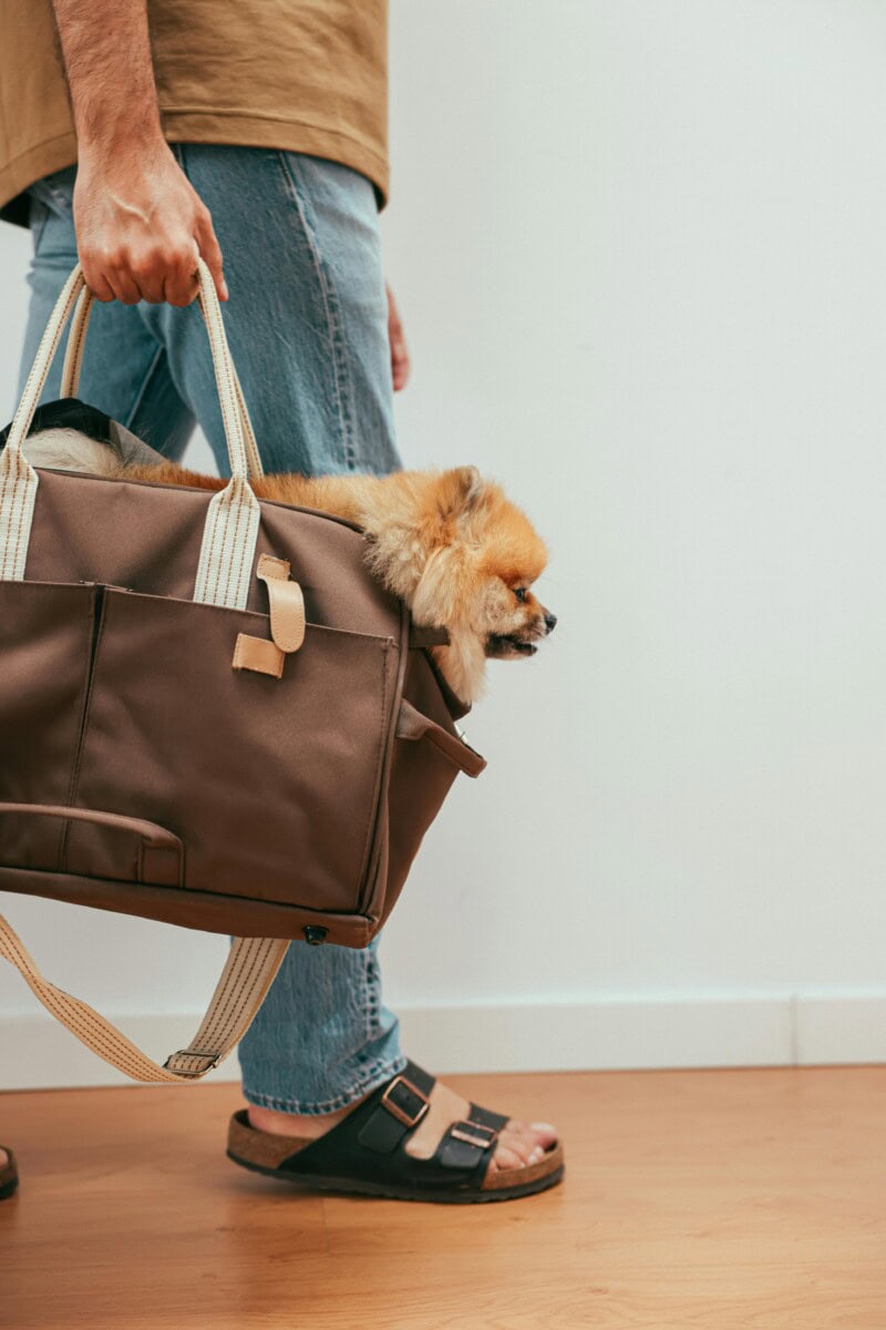 The 2024 Ultimate Luxury Pet Accessory Gift Guide: Best Gifts For Dogs And Dog Lovers Who Pamper Their Furry Friends 25 Daily Mom, Magazine For Families