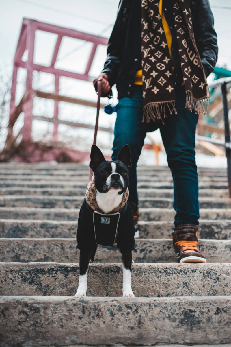 The 2024 Ultimate Luxury Pet Accessory Gift Guide: Best Gifts For Dogs And Dog Lovers Who Pamper Their Furry Friends 22 Daily Mom, Magazine For Families