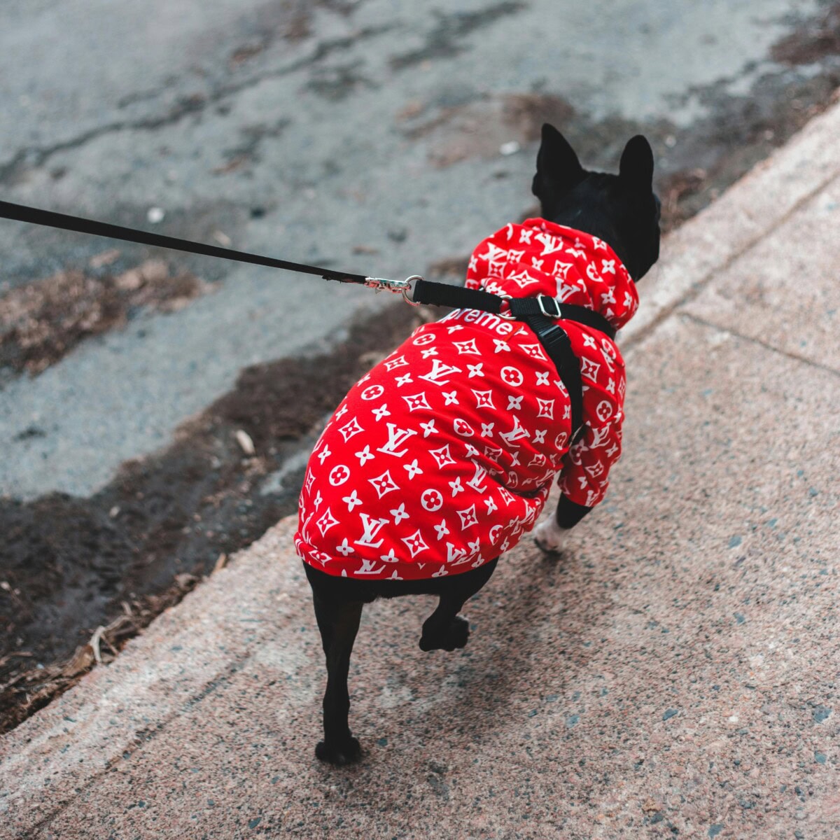 The 2024 Ultimate Luxury Pet Accessory Gift Guide: Best Gifts For Dogs And Dog Lovers Who Pamper Their Furry Friends 21 Daily Mom, Magazine For Families
