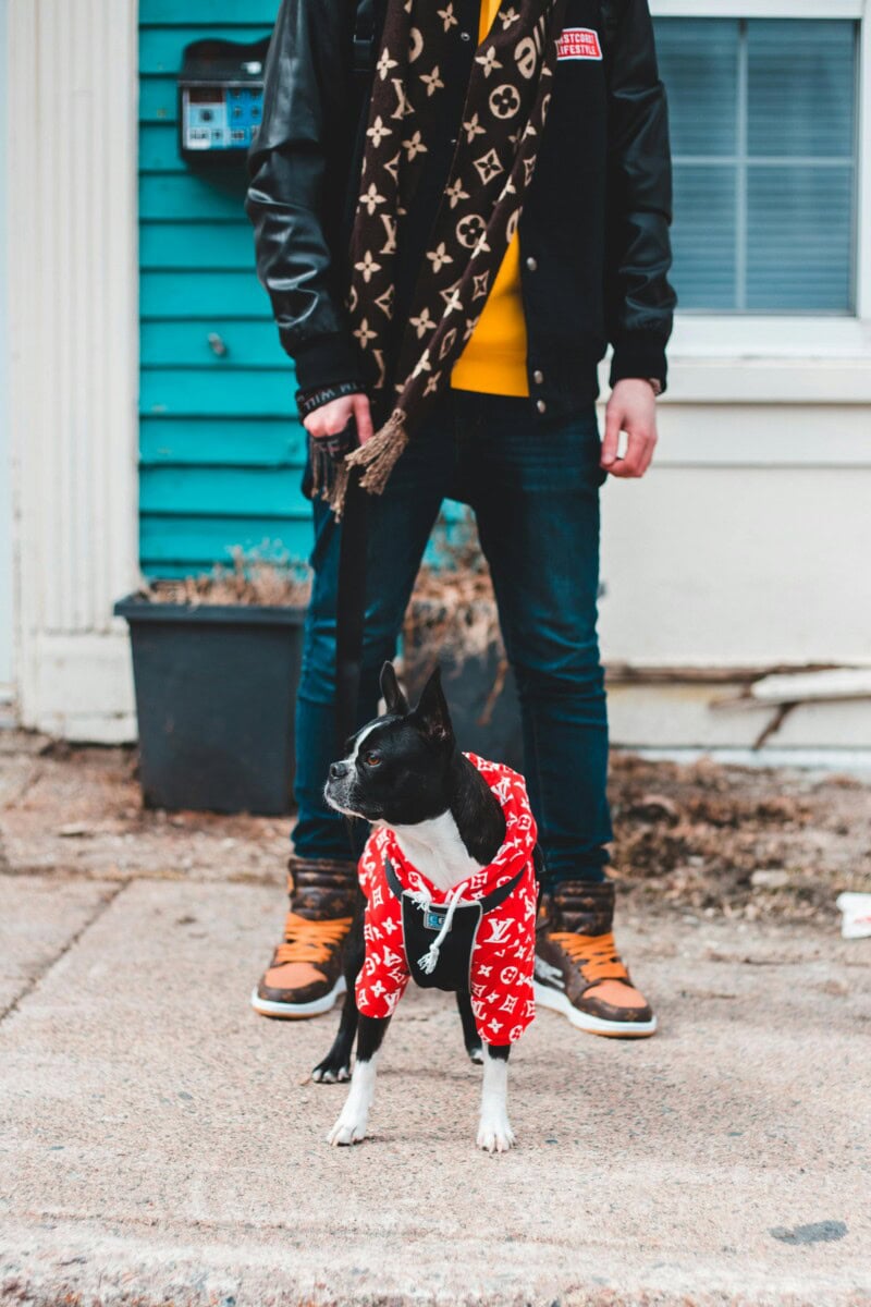 The 2024 Ultimate Luxury Pet Accessory Gift Guide: Best Gifts For Dogs And Dog Lovers Who Pamper Their Furry Friends 20 Daily Mom, Magazine For Families